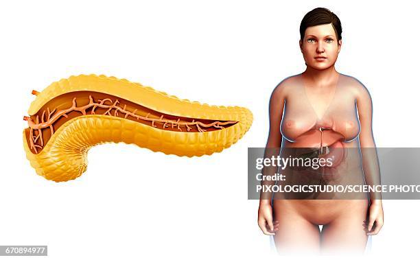 pancreas, illustration - pancreas 3d stock illustrations