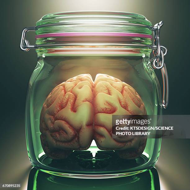 human brain in glass jar - sample holder stock illustrations