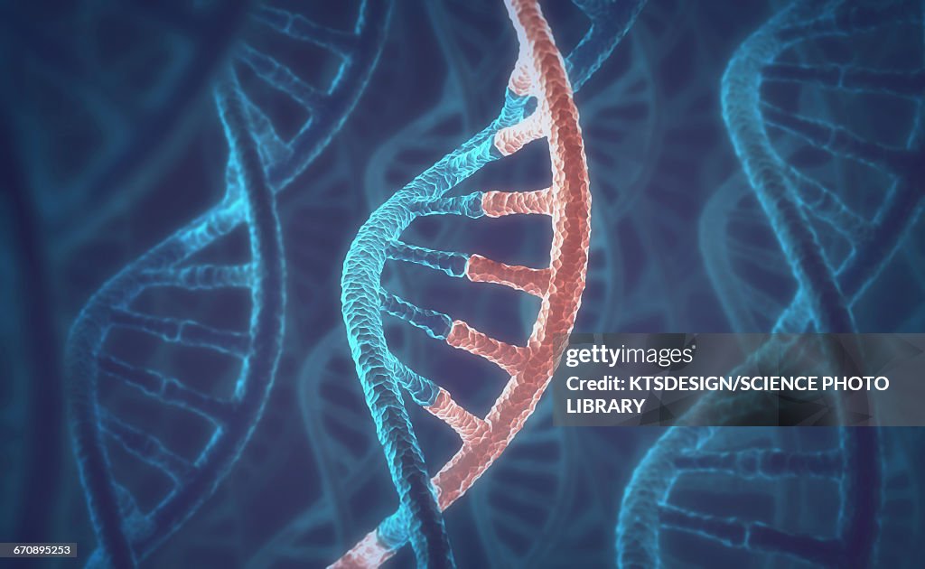 DNA molecules, illustration