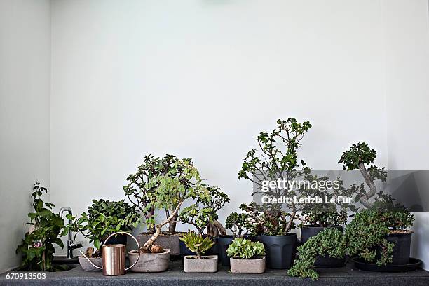 potted plants in domestic garden - bonsai stock pictures, royalty-free photos & images