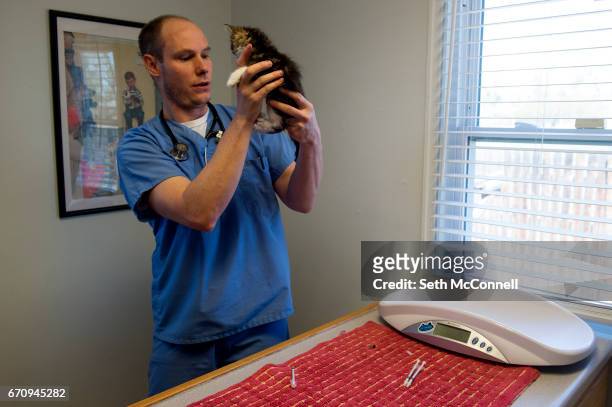 Veterinarian Jeff Gerlesits checks a kitten's abdomen during a check up at Homeward Bound Animal Hospital on April 19 in Arvada, Colorado. Homeward...