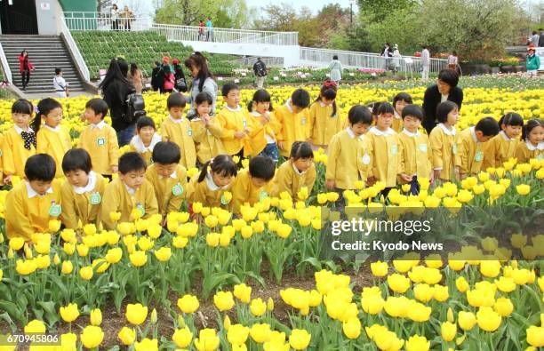 17 Tonami Tulip Fair Stock Photos, High-Res Pictures, and Images ...