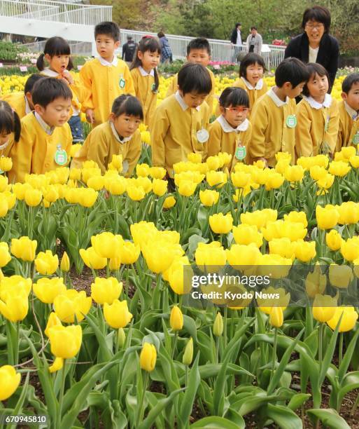 17 Tonami Tulip Fair Stock Photos, High-Res Pictures, and Images ...