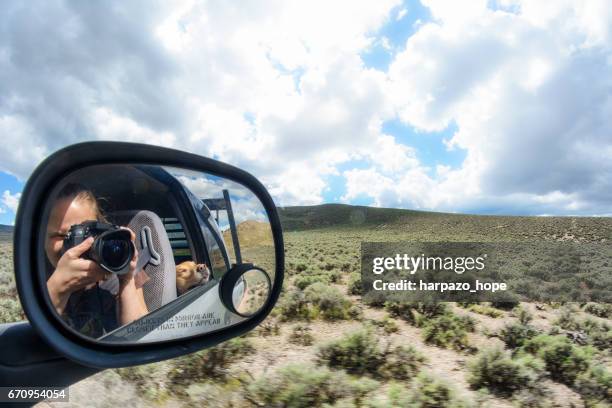 woman photographing her happy dog. - photographing animal stock pictures, royalty-free photos & images