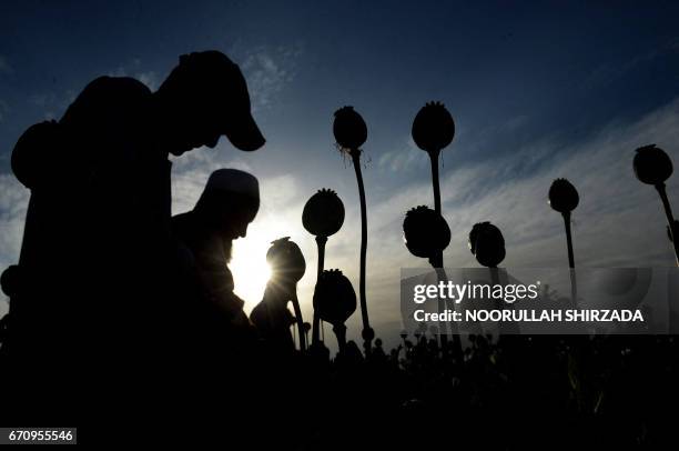 Afghan farmers harvest opium sap from their poppy fields in the Surkh Rod district of Nangarhar province on April 21, 2017. - The US government has...