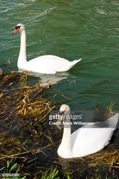 swans on the river glen. - spalding place bildbanksfoton och bilder