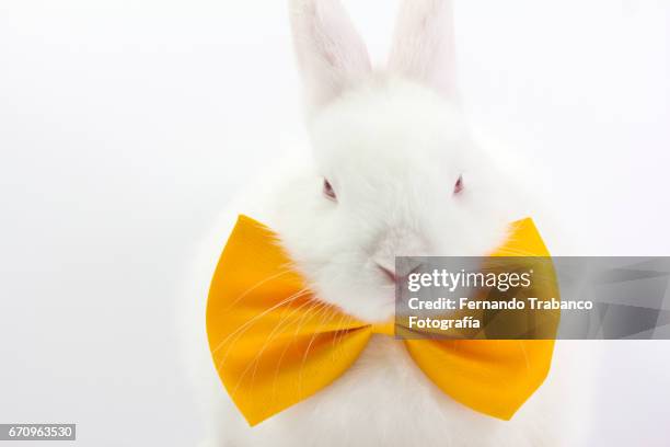 white rabbit with elegant yellow bow tie in fashion show (oryctolagus cuniculus domesticus) - easter bunny suit stock pictures, royalty-free photos & images