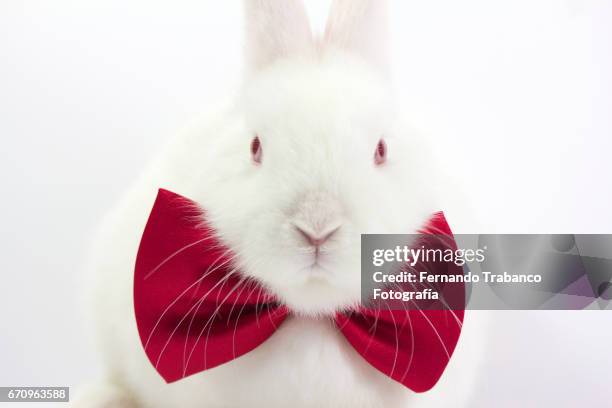 white rabbit with elegant red bow tie in fashion show (oryctolagus cuniculus domesticus) - easter bunny suit stock pictures, royalty-free photos & images