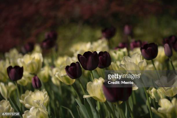 tulips. - sfocato stock pictures, royalty-free photos & images