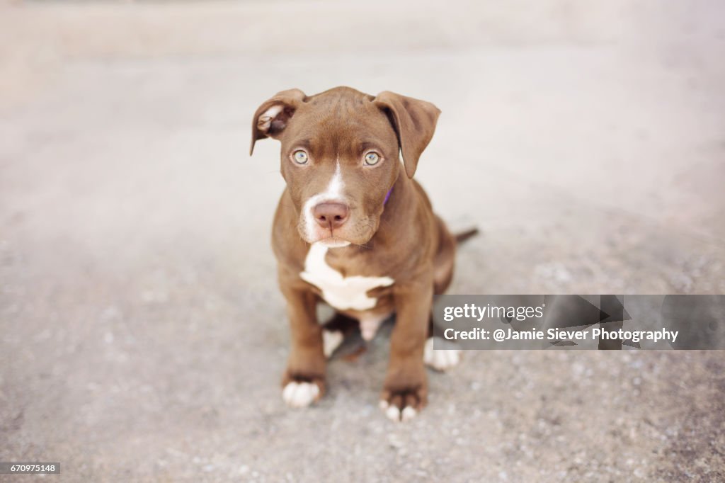 Pit Bull Puppy With Green Eyes