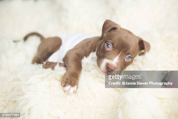 pit bull puppy - pit bull terrier 個照片及圖片檔