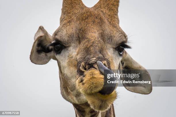 giraffe licking - animal tongue stock pictures, royalty-free photos & images