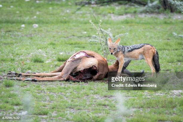 jackal eating remains - dead rotten stock pictures, royalty-free photos & images