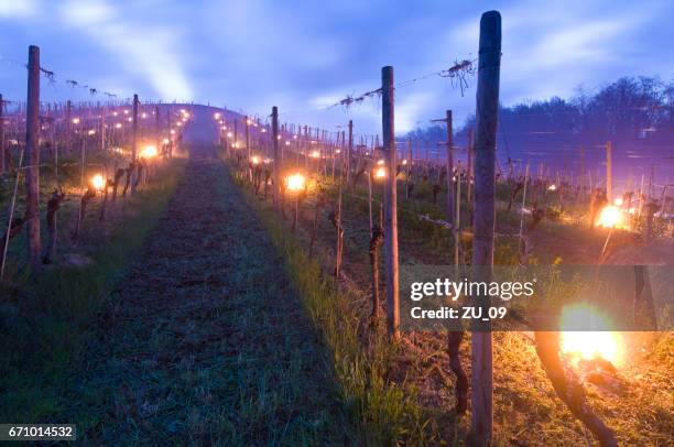 kleine branden op de wijngaard - vorst bescherming in het voorjaar - wineyard stockfoto's en -beelden