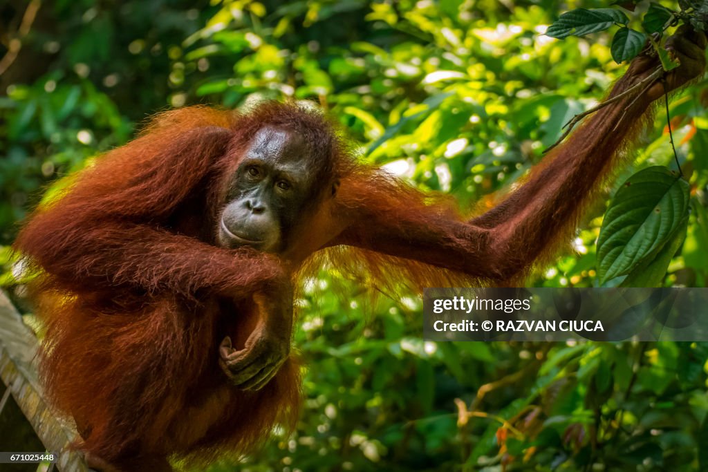 Contemplative Orangutan