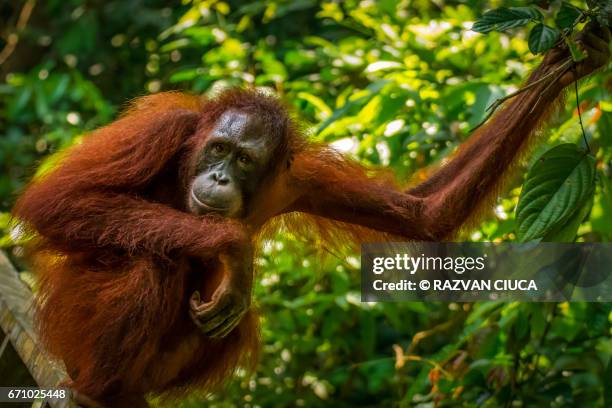 contemplative orangutan - sarawak state stock pictures, royalty-free photos & images