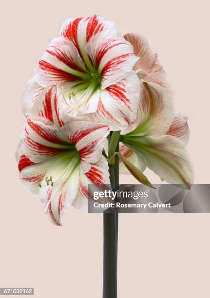 close-up of red and white amaryllis flowers on peach coloured background. - amaryllis stock-fotos und bilder