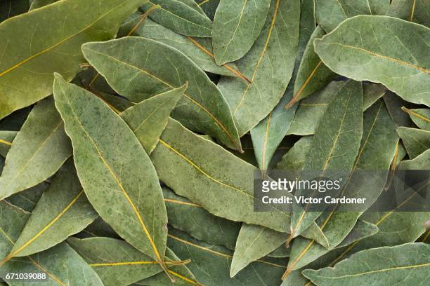 bay leaves - bay leaf stock-fotos und bilder