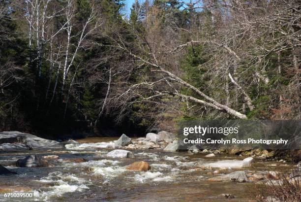 white mountain national forest. - carolyn ross stockfoto's en -beelden