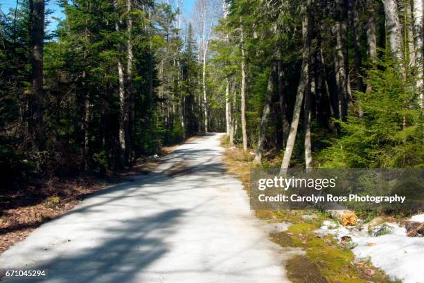 white mountain national forest - carolyn ross stockfoto's en -beelden