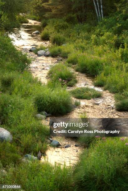 ammonoosuc river - carolyn ross stock pictures, royalty-free photos & images