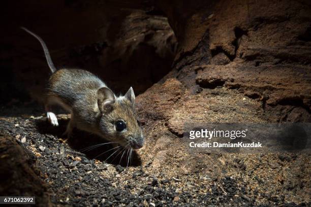 wood mouse (apodemus sylvaticus) - feldmaus stock-fotos und bilder