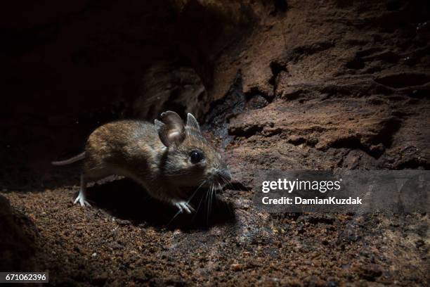 wood mouse (apodemus sylvaticus) - feldmaus stock-fotos und bilder