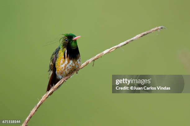 black-crested coquette - black crested coquette imagens e fotografias de stock