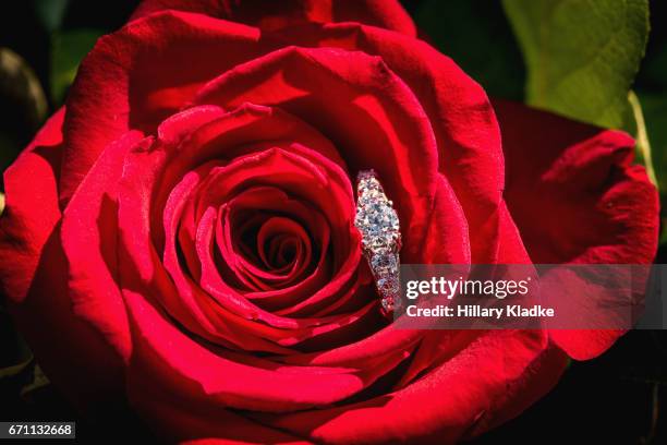 wedding ring inside of red rose - ring around the rosy stock pictures, royalty-free photos & images