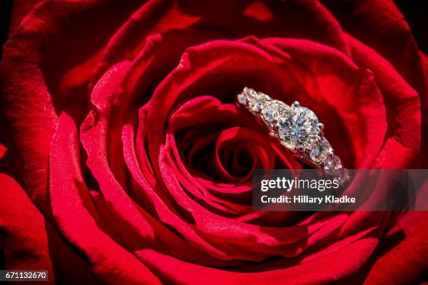 wedding ring inside of red rose - ring around the rosy stock pictures, royalty-free photos & images