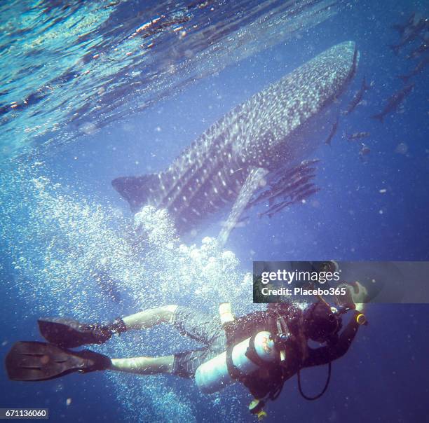 happiness in nature: scuba diver enjoying nature photographing an endangered species pelagic whale shark (rhincodon types).  the location is ko haa islands, krabi, andaman sea, thailand. - whale shark stock pictures, royalty-free photos & images