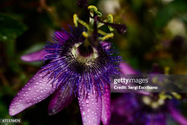 macro view of a flower passiflora amethystina - passion fruit flower images stock pictures, royalty-free photos & images
