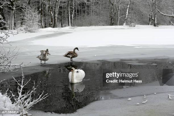 a walk in the wintry woods - baum schnee stock pictures, royalty-free photos & images