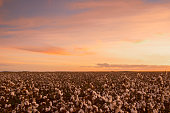 Cotton field in Oakey, Queensland