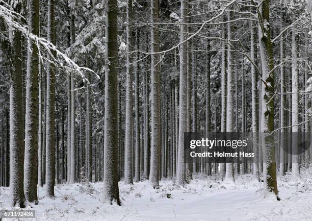 a walk in the wintry woods - baum schnee stock pictures, royalty-free photos & images