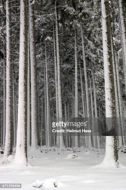 a walk in the wintry woods - baum schnee stock pictures, royalty-free photos & images