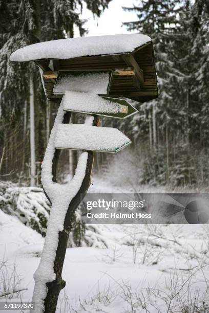 a walk in the wintry woods - wegweiser imagens e fotografias de stock