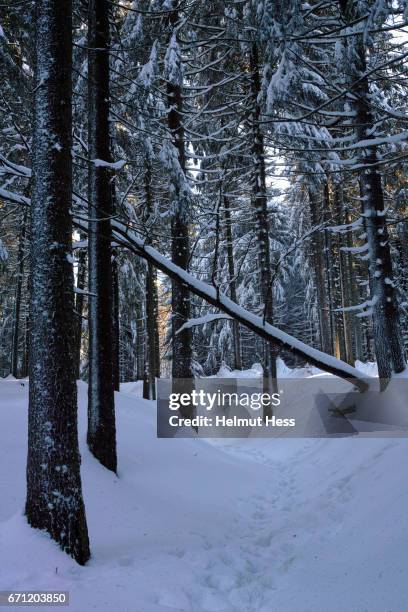 a walk in the wintry woods - baum schnee stock pictures, royalty-free photos & images