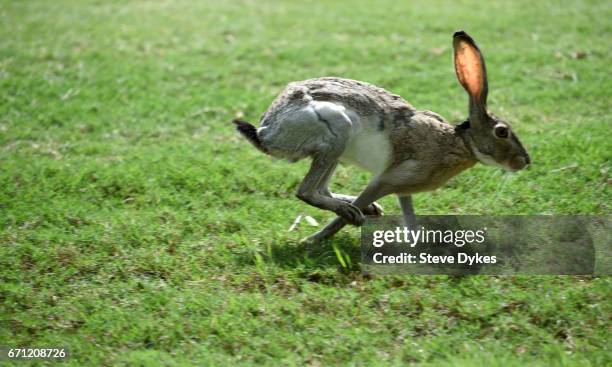 23 Jack Rabbit Running Stock Photos, High-Res Pictures, and Images ...