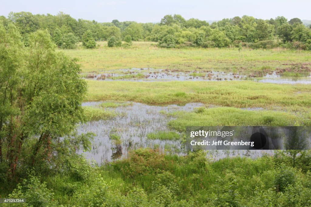 Chattahoochee River wetland.