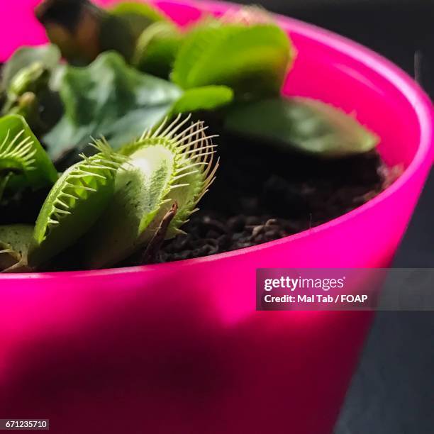 venus flytrap growing on pink pot - venus flytrap stock pictures, royalty-free photos & images