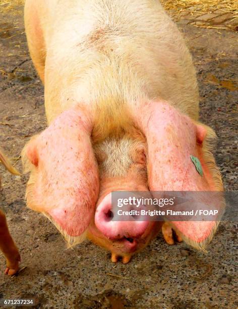 close-up of pink pig - pig snout stock-fotos und bilder