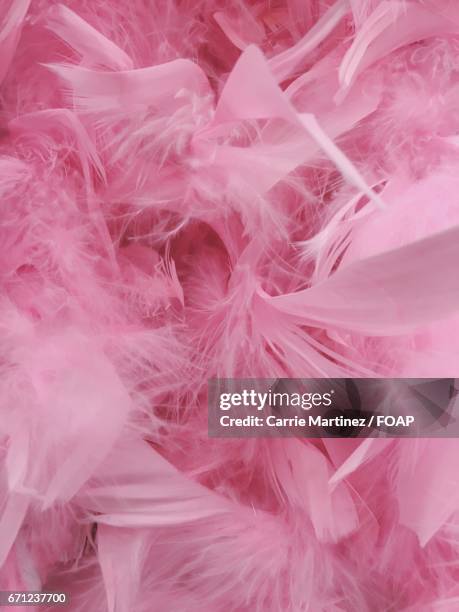 pink feather - pink feathers stock pictures, royalty-free photos & images