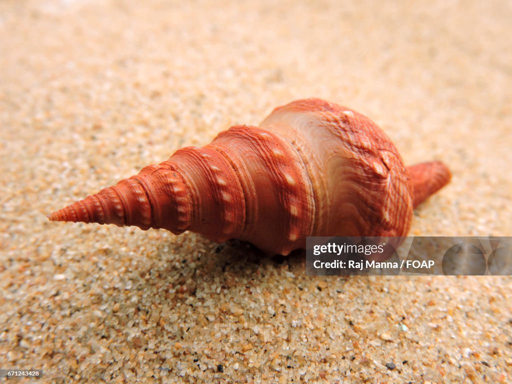 Close-up of a brown seashell