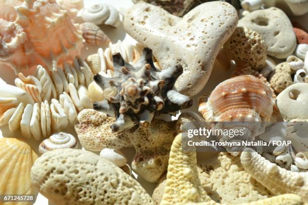 Conch Collection 67 Conch Carcasses Stock Photos, High-Res Pictures, and Images - Getty ...