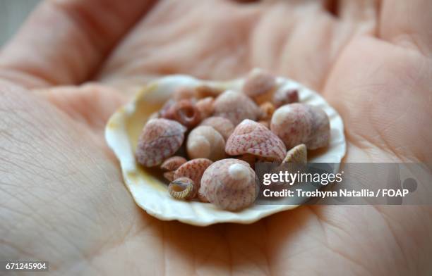 150 Hand Holding Conch Shell Stock Photos, High-Res Pictures, and ...