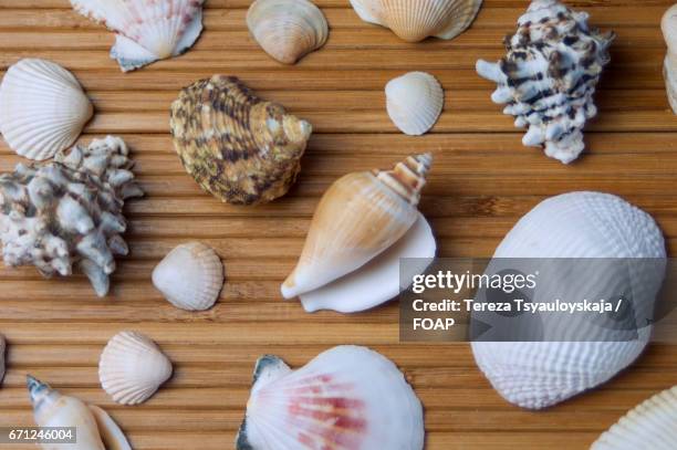 collection of seashells - coquille de coque photos et images de collection