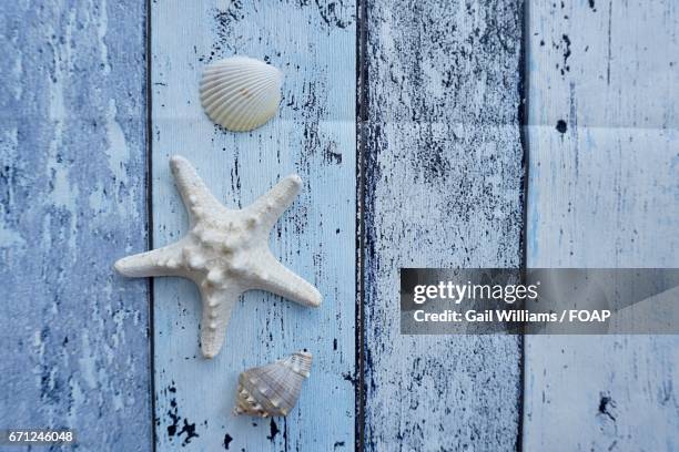 seashells on wood - coquille de coque photos et images de collection