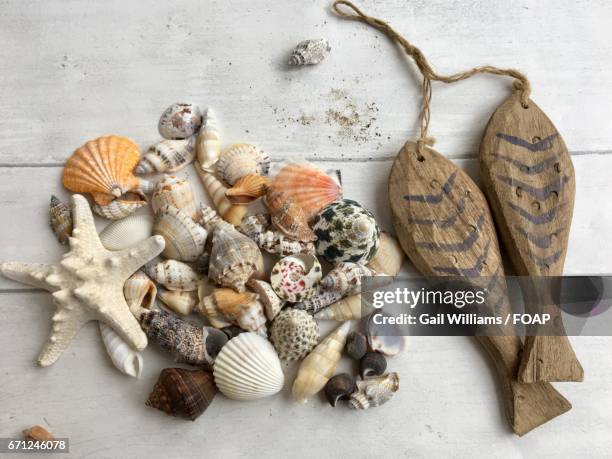 variety of seashells with wooden fish - coquille de coque photos et images de collection