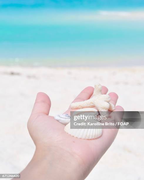 Seashells Body 218 Seashell Body Stock Photos, High-Res Pictures, and Images - Getty ...